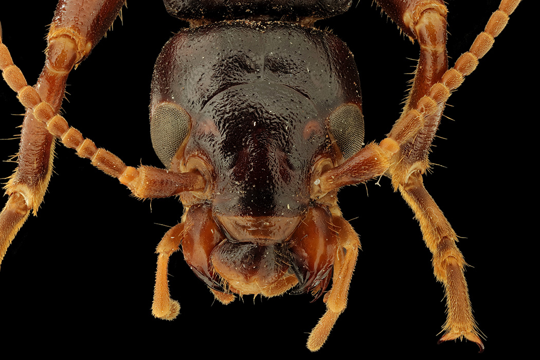 Extinct Giant Earwig returns to St Helena after 56 years Royal Museum